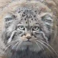 Hakuna Matata