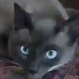 Александр Швалев