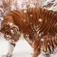 Светлана_10