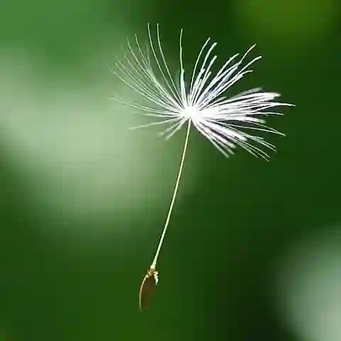 Надя Пушинка